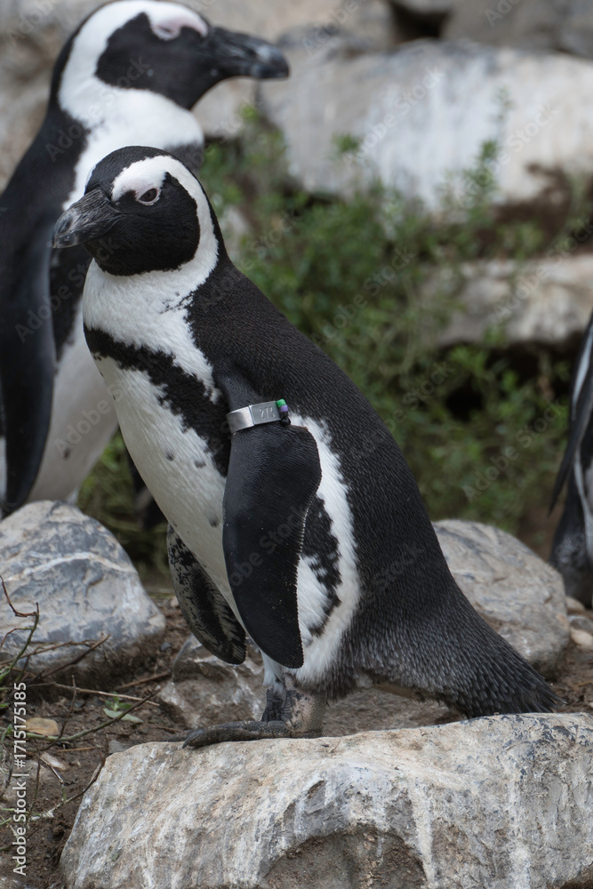 Fototapeta premium penguin on the rocks