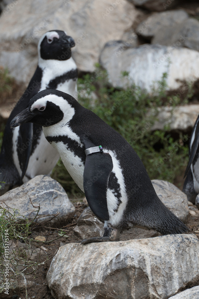 Fototapeta premium penguins on the rocks