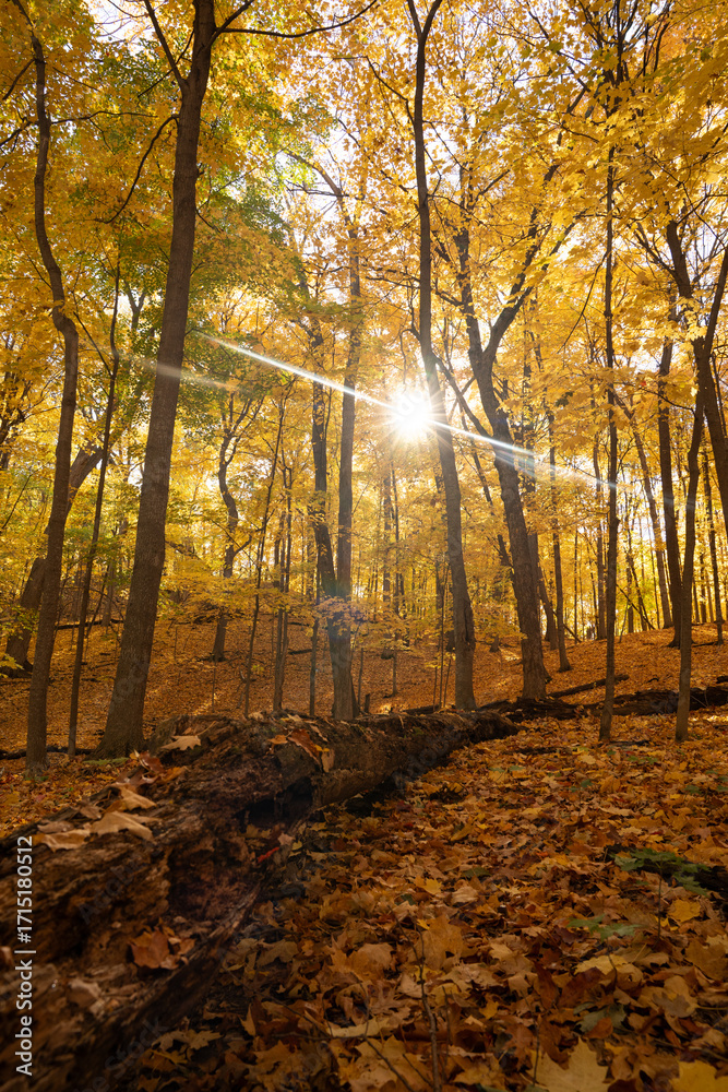 Fototapeta premium Forest during peak autumn color