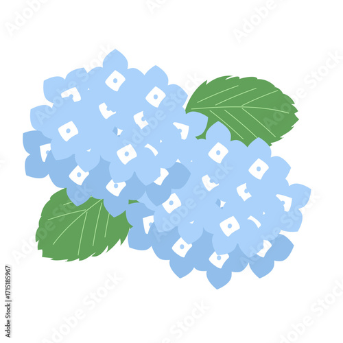 青いアジサイのイラスト