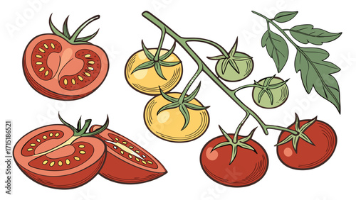 Variety of Tomatoes – Realistic Vector PNG, Transparent Background