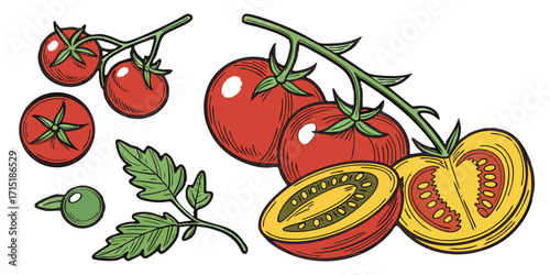 Variety of Tomatoes – Realistic Vector PNG, Transparent Background
