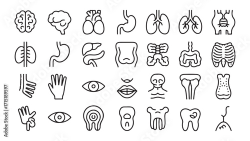 Collection of medical organ illustrations for healthcare design
