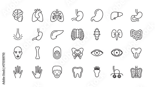 Collection of medical organ icons for healthcare and science. Human Organs and Body Parts Line Art Icons