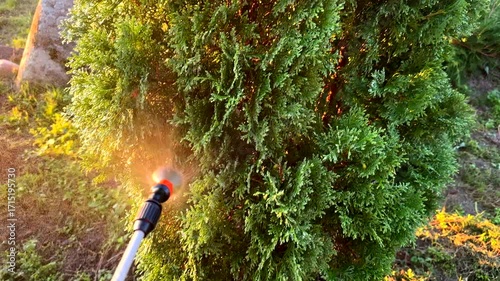 Wallpaper Mural Watering juniper tree in the garden. Сonifer tree Watering on sunset. Drops on Green branch of juniper tree. Drops on Juniper bush during spray. Watering the Spruce ornamental trees on sunrise. Torontodigital.ca