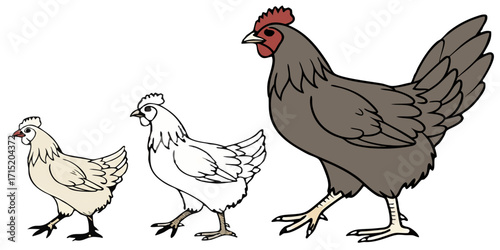 Side View Chicken Set – Realistic Vector PNGs, Transparent Background