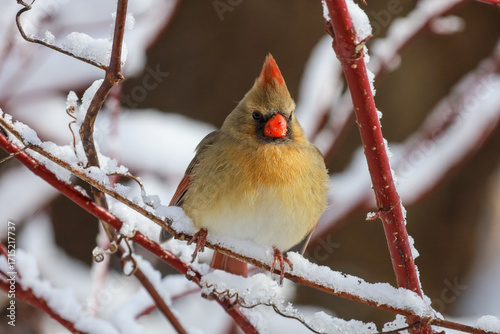 A female Northern cardinal perched on a snow covered red branch