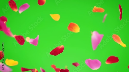 Close-up view of fresh pink flower petals steadily dropping straight down, isolated on a chroma key green background organic, overlay, overlay