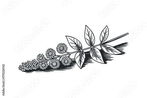 Branch with small flowers and leaves, pen sketch, transparent background,. Vector hand drawn