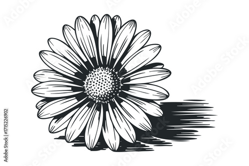Monochromatic Daisy Flower with Shadow. Vector hand drawn