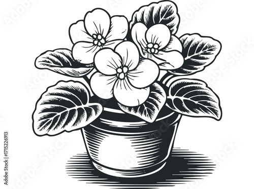 Woodcut style African violet in a pot isolated on transparent background. Vector hand drawn