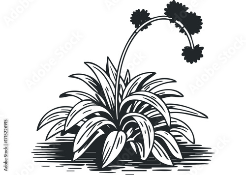 Stylized botanical illustration of flowering plant with striped leaves on transparent background. Vector hand drawn