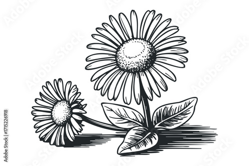 Two daisy flowers with leaves and shading on transparent background. Vector hand drawn