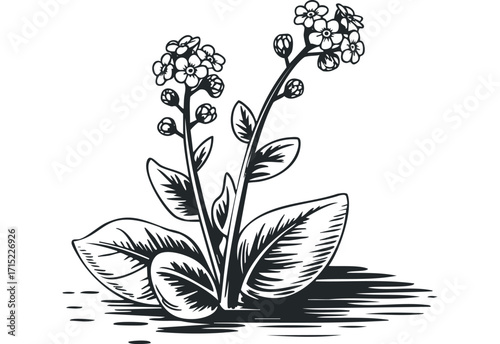 Black and white drawing of forget-me-not flowers on a transparent background. Vector hand drawn