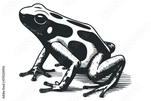 Pied Poison Dart Frog on Transparent Background. Vector hand drawn