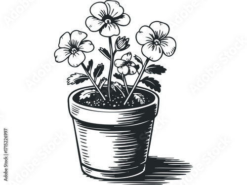 Potted Pansies with Detailed Lines on Transparent. Vector hand drawn