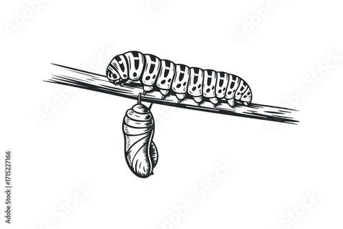Caterpillar and Chrysalis hanging from branch on transparent background. Vector hand drawn