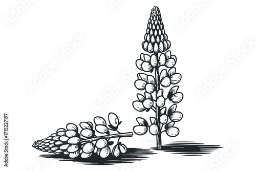 Lupine flower stalk, botanical line art, isolated on white. Vector hand drawn