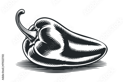 Jalapeno Pepper with transparent background. Vector hand drawn
