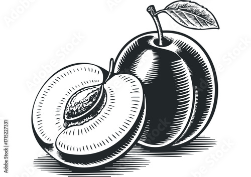 Black and white plum with leaf and halved fruit on transparent background. Vector hand drawn