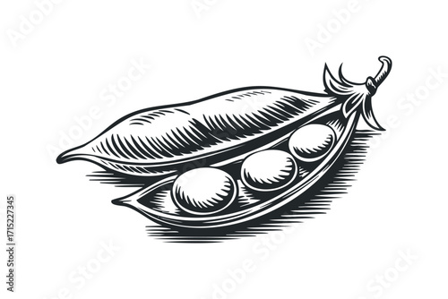 Single open pea pod with three round peas on transparent background. Vector hand drawn