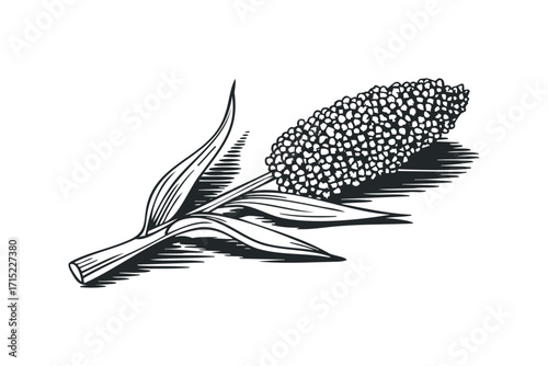 Black and White Line Drawing of Millet Stalk with Seed Head. Vector hand drawn