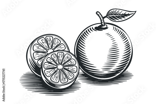 Whole and sliced oranges with leaf detail on transparent background. Vector hand drawn