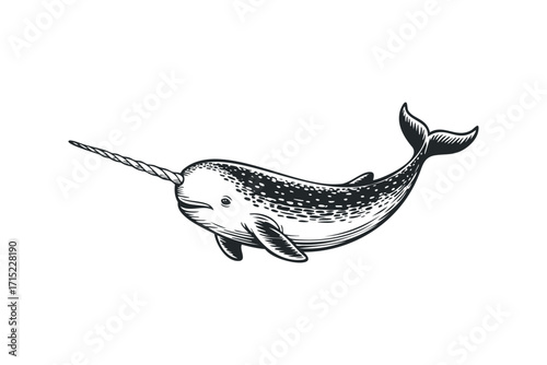 Narwhal with spiral tusk on transparent background. Vector hand drawn