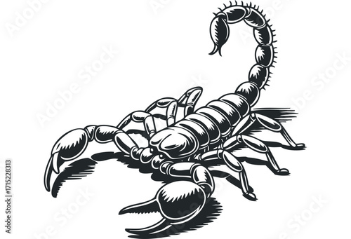 Scorpion posing with raised tail on white. Vector hand drawn