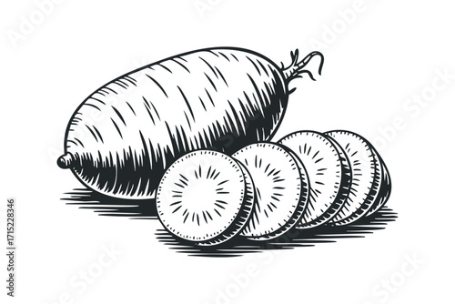 Fresh daikon radish root sliced on a transparent background, format. Vector hand drawn