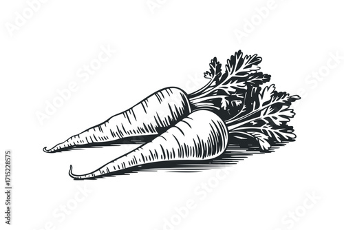Line art engraving of two parsnips with green leaves. Vector hand drawn