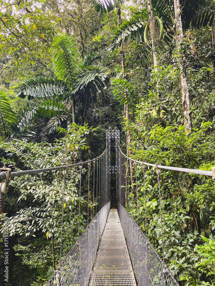 Fototapeta premium A suspension bridge stretches through the dense tropical rainforest, surrounded by lush green foliage and towering trees.
