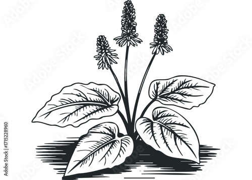 Black and white drawing of a flowering plant with broad leaves and spikes of blooms. Vector hand drawn