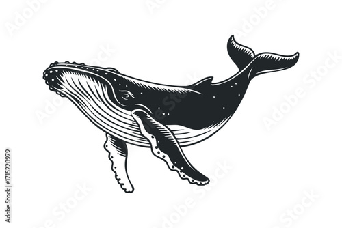 Humpback whale illustration on transparent. Vector hand drawn