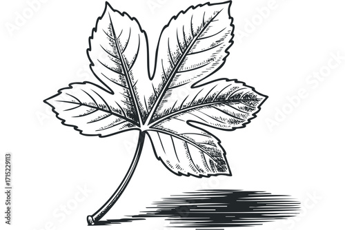 Detailed line drawing of a large, five-lobed fig leaf with visible veins and a stem. Vector hand drawn