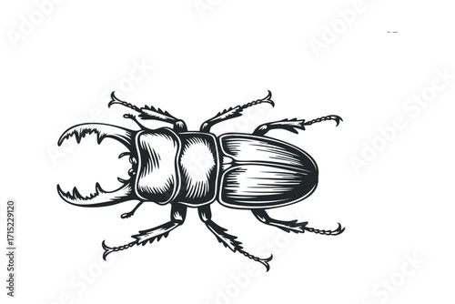Stag Beetle. Vector hand drawn