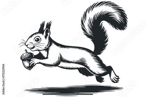 Jumping squirrel holding an acorn on transparent background. Vector hand drawn