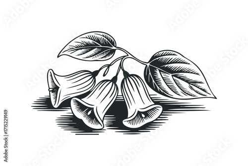 Vintage botanical engraving of bell-shaped flowers and leaves on transparent background. Vector hand drawn