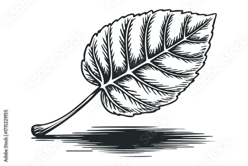 Detailed linocut style drawing of a single leaf with visible veins and stem on transparent background. Vector hand drawn