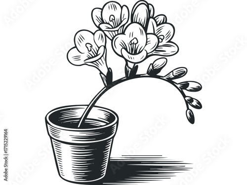 Potted Freesia Flowers Branch. Vector hand drawn