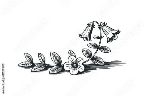 Delicate bellflower and leaf vine sketch on transparent. Vector hand drawn
