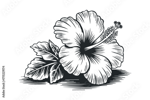 Mono line hibiscus flower with leaves on transparent background. Vector hand drawn