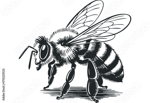 Detailed drawing of a honey bee on a transparent background. Vector hand drawn