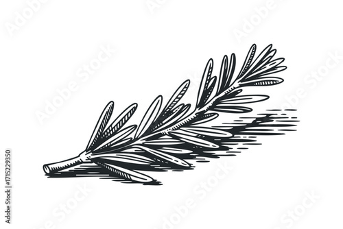 Rosemary Sprig Line Art on Transparent. Vector hand drawn