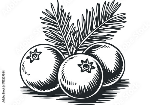 Hand drawn ripe cranberries with green leaves. Vector hand drawn