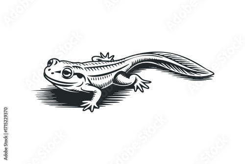 Tadpole evolving into a frog illustration. Vector hand drawn