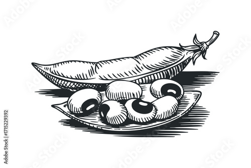 Hand drawn sketch of pea pod and peas on white background. Vector hand drawn