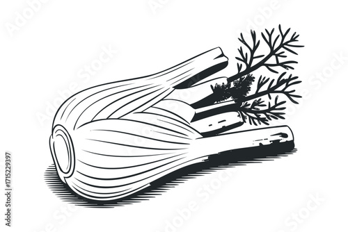 Fennel bulb with feathery green fronds on transparent background. Vector hand drawn