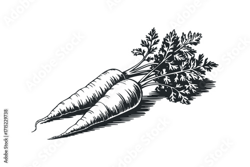 Two fresh carrots with green tops on transparent background. Vector hand drawn