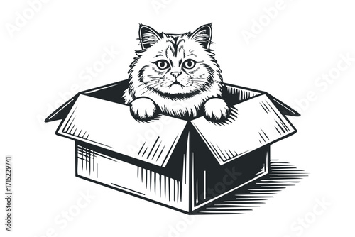 Fluffy long-haired cat peeking out of a cardboard box. Vector hand drawn